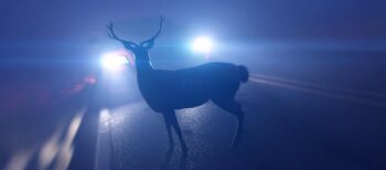 Why Do Deer Stop And Stare At Headlights? Especially at night